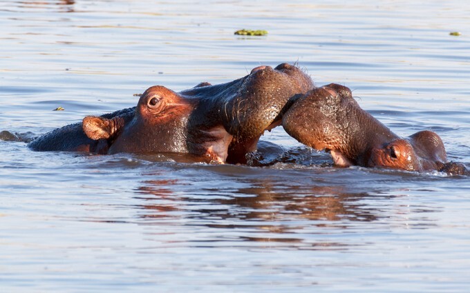 Two young male hippopotamus Hippopotamus amphibius